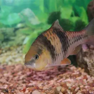 Clown Barb 6cm