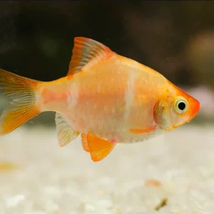 Gold Tiger Barb 3Cm